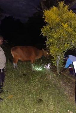 Pencurian Sapi Meresahkan Warga Koya Barat, Polisi Ringkus dua Pelaku